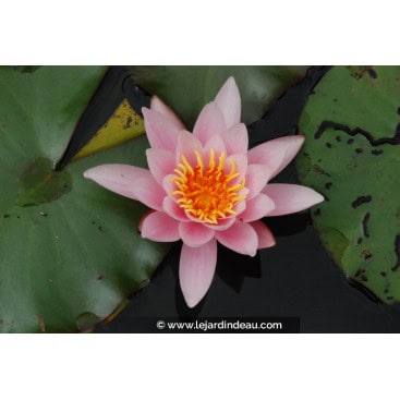 NYMPHAEA \'Rosennymphe\' - Nénuphar