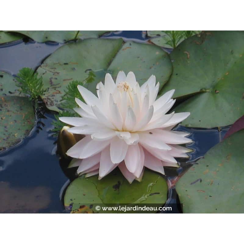 NYMPHAEA 'Gloire du Temple Sur Lot' NYMPHAEA 'Gloire du Temple Sur Lot'