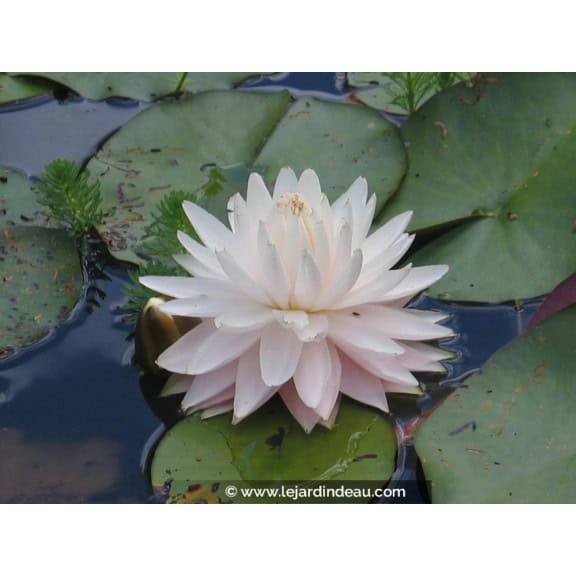 NYMPHAEA 'Gloire du Temple Sur Lot'