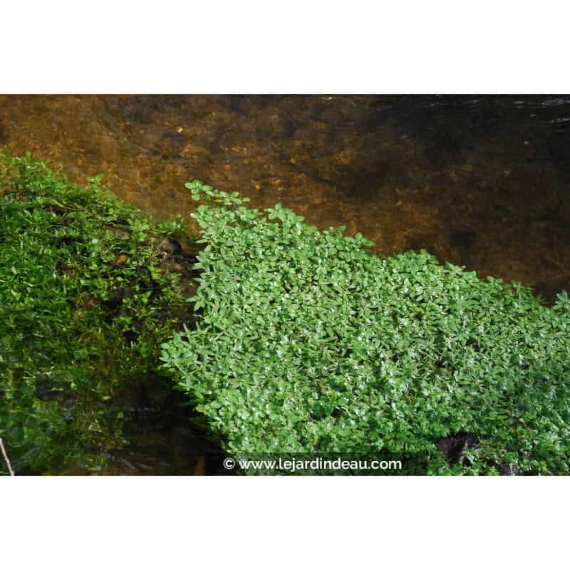 CALLITRICHE palustris CALLITRICHE palustris