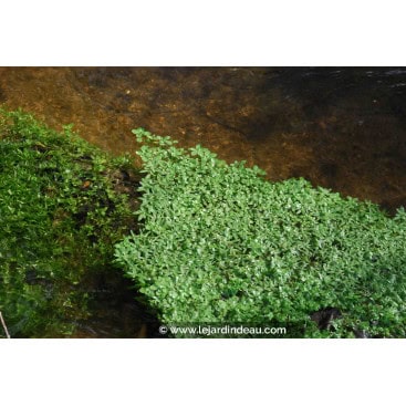 CALLITRICHE palustris - Callitriche des marais