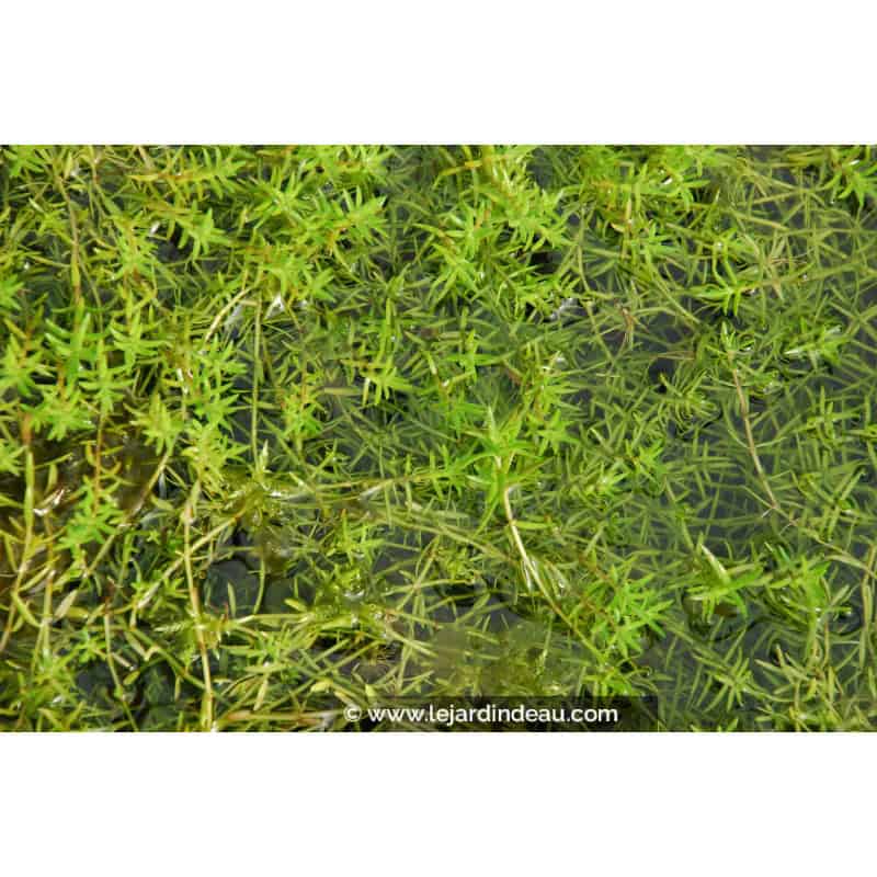 CRASSULA helmsii CRASSULA helmsii