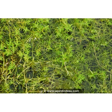 CRASSULA helmsii - Crassule de Helms