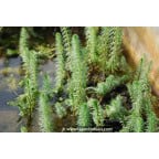 HIPPURIS vulgaris HIPPURIS vulgaris