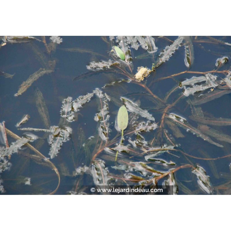 POTAMOGETON crispus POTAMOGETON crispus