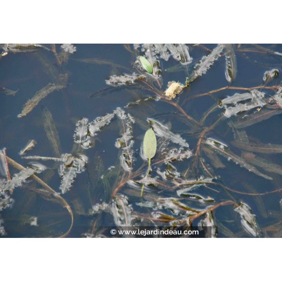 POTAMOGETON crispus