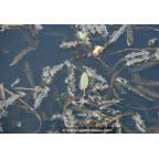 POTAMOGETON crispus POTAMOGETON crispus