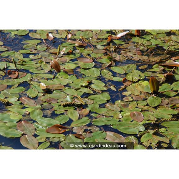 POTAMOGETON natans
