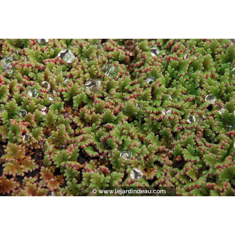 AZOLLA caroliniana AZOLLA caroliniana