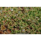 AZOLLA caroliniana AZOLLA caroliniana