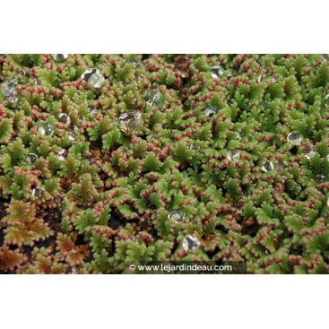 AZOLLA caroliniana - Fougère flottante