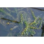 ELODEA canadensis ELODEA canadensis