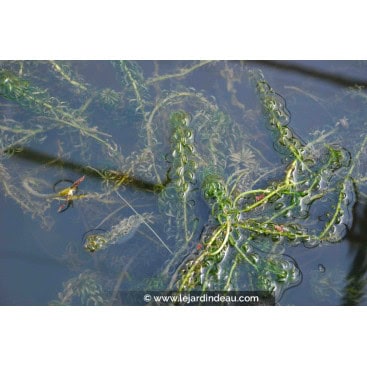 ELODEA canadensis - Elodée du Canada