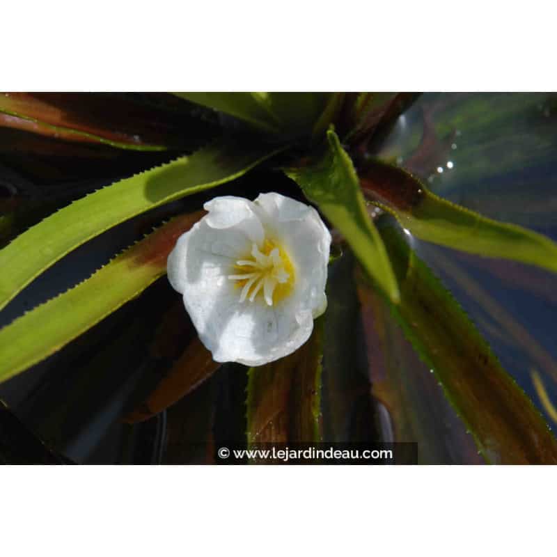 STRATIOTES aloides STRATIOTES aloides