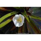 STRATIOTES aloides STRATIOTES aloides