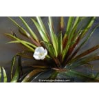 STRATIOTES aloides STRATIOTES aloides