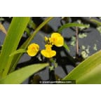 UTRICULARIA vulgaris UTRICULARIA vulgaris