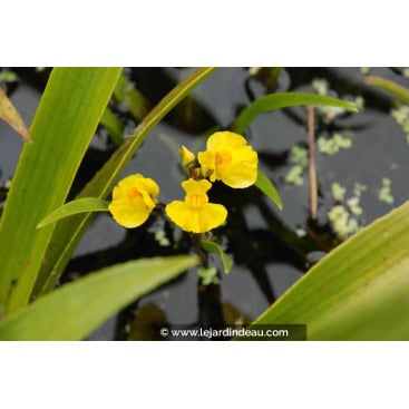 UTRICULARIA vulgaris - Utriculaire commune