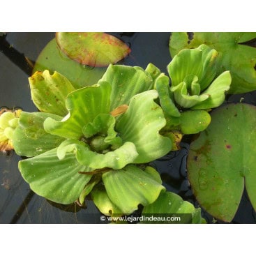 PISTIA stratiotes - Laitue d\'eau