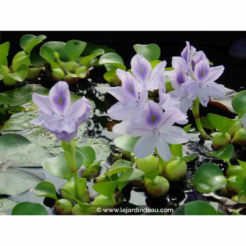 EICHORNIA crassipes EICHORNIA crassipes