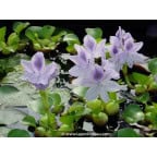 EICHORNIA crassipes EICHORNIA crassipes