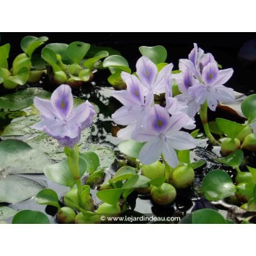 EICHHORNIA crassipes - Jacinthe d\'eau