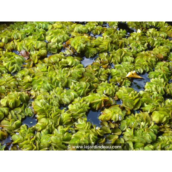 SALVINIA natans