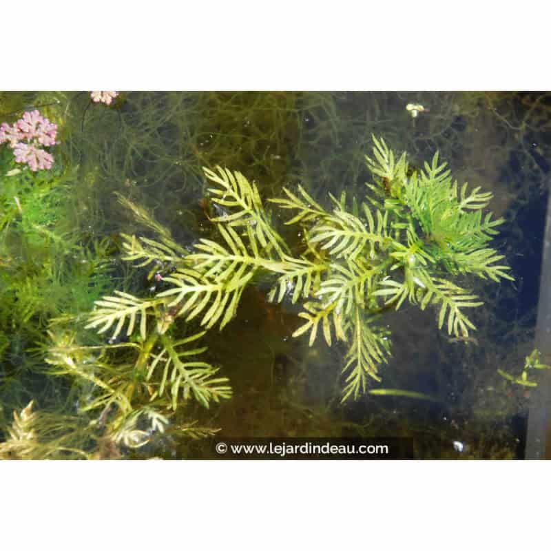HOTTONIA palustris HOTTONIA palustris