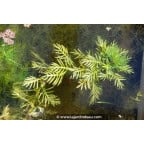 HOTTONIA palustris HOTTONIA palustris