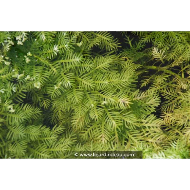 HOTTONIA palustris HOTTONIA palustris