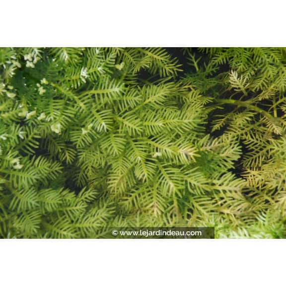 HOTTONIA palustris