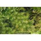 HOTTONIA palustris HOTTONIA palustris