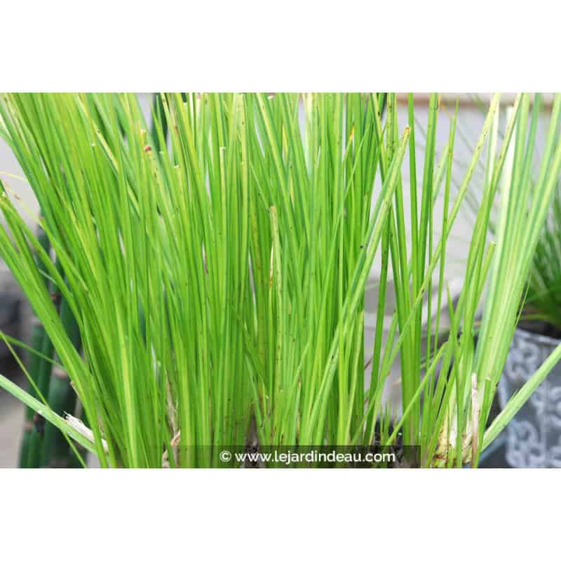 Acorus gramineus 'Ogon' Acorus gramineus 'Ogon'