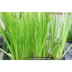 Acorus gramineus 'Ogon' Acorus gramineus 'Ogon'