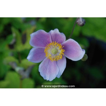 ANEMONE hupehensis \'September Charm\' - Anémone du Japon \'September Charm\'