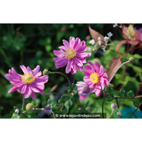 ANEMONE hupehensis 'Pamina'