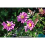 ANEMONE hupehensis 'Pamina' ANEMONE hupehensis 'Pamina'
