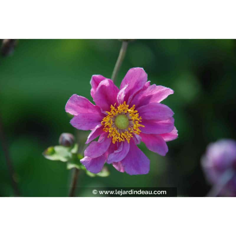 ANEMONE hupehensis 'Pamina' ANEMONE hupehensis 'Pamina'