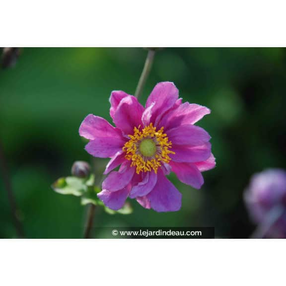 ANEMONE hupehensis 'Pamina'