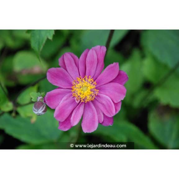 ANEMONE hupehensis 'Pamina'