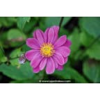 ANEMONE hupehensis 'Pamina' ANEMONE hupehensis 'Pamina'