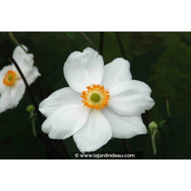 ANEMONE hybrida \'Honorine Jobert\' - Anémone du Japon