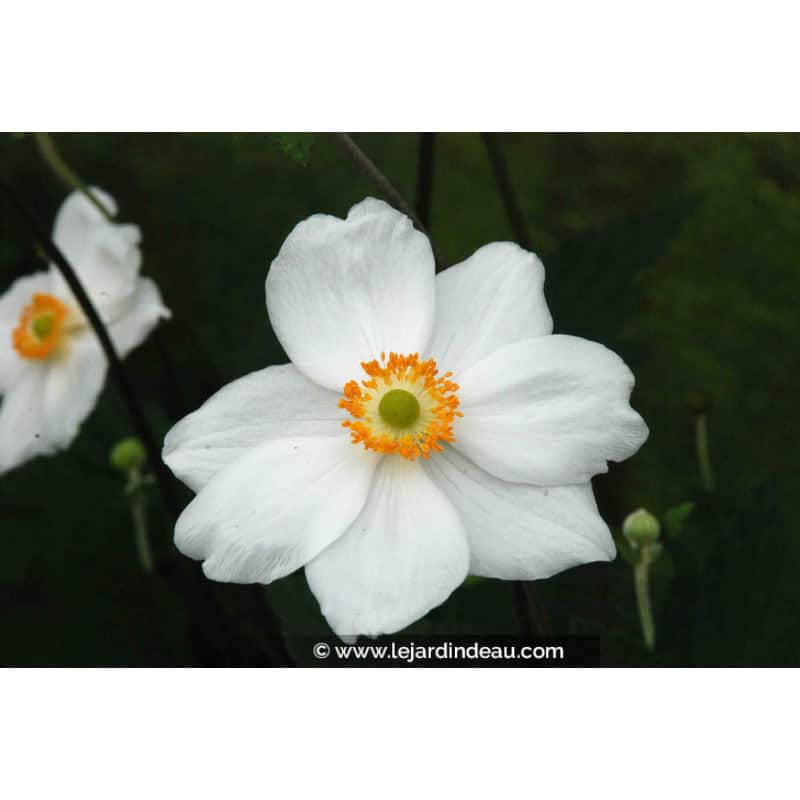 ANEMONE hybride 'Honorine Jobert'