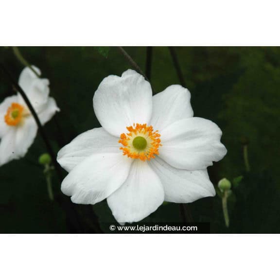 ANEMONE hybride 'Honorine Jobert'