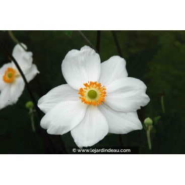 ANEMONE hybrida \'Honorine Jobert\' - Anémone du Japon
