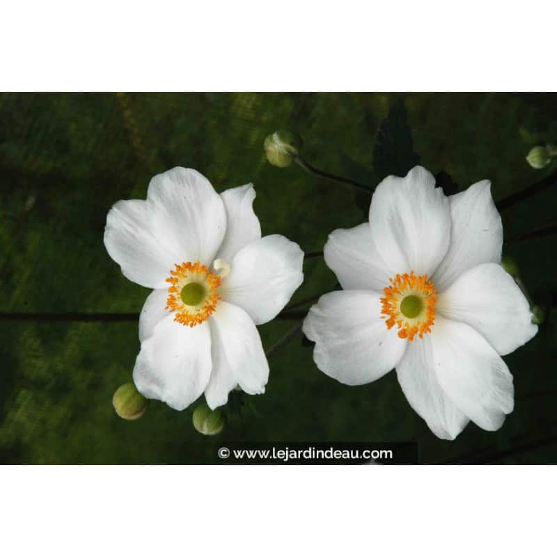 ANEMONE hybride 'Honorine Jobert'