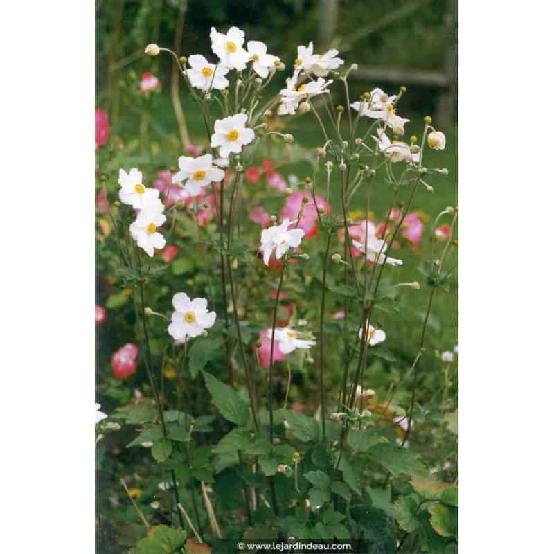 ANEMONE hybride 'Honorine Jobert'
