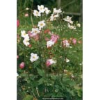 ANEMONE hybride 'Honorine Jobert'