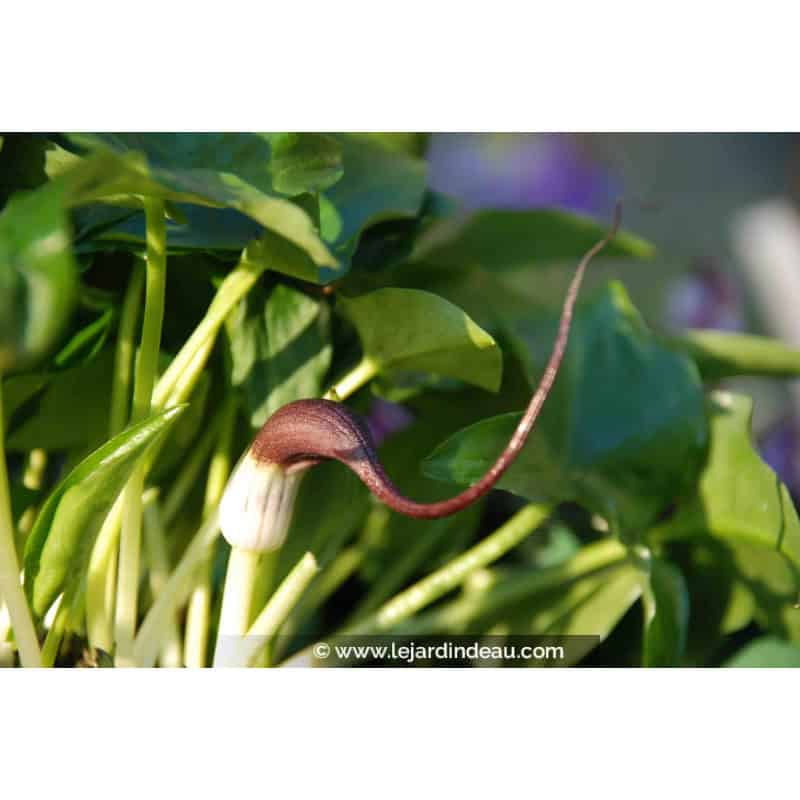 ARISARUM proboscideum ARISARUM proboscideum
