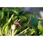 ARISARUM proboscideum ARISARUM proboscideum